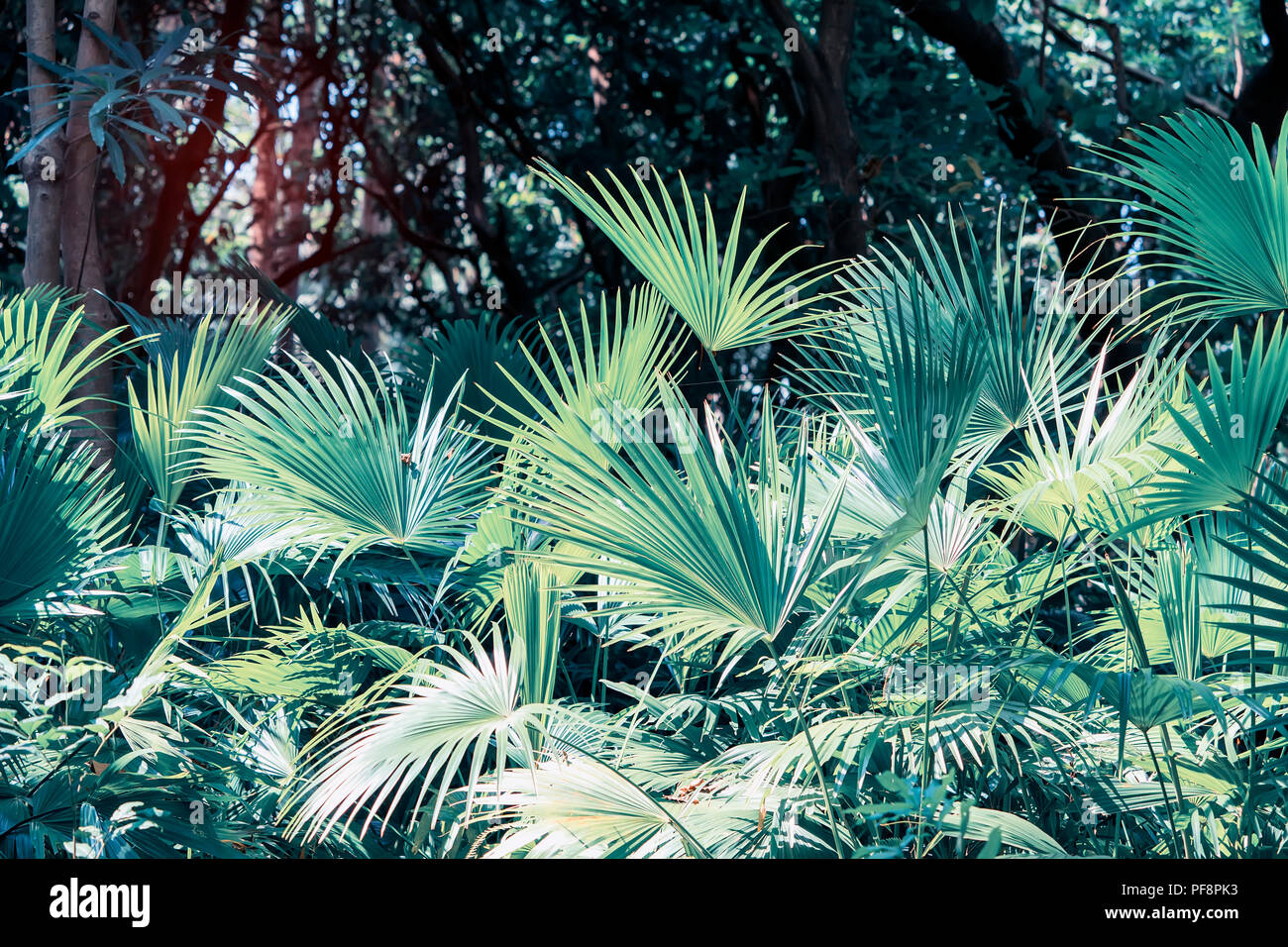 Livistona Rotundifolia palm,Borassus flabellifer. Foto Stock