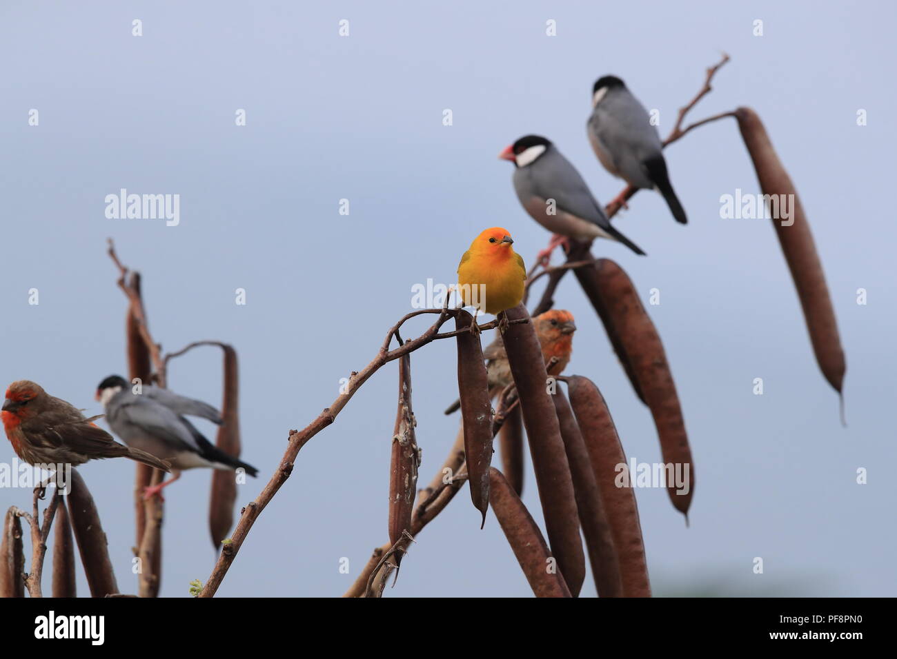 Lo zafferano finch (Sicalis flaveola) Big Island delle Hawaii Foto Stock