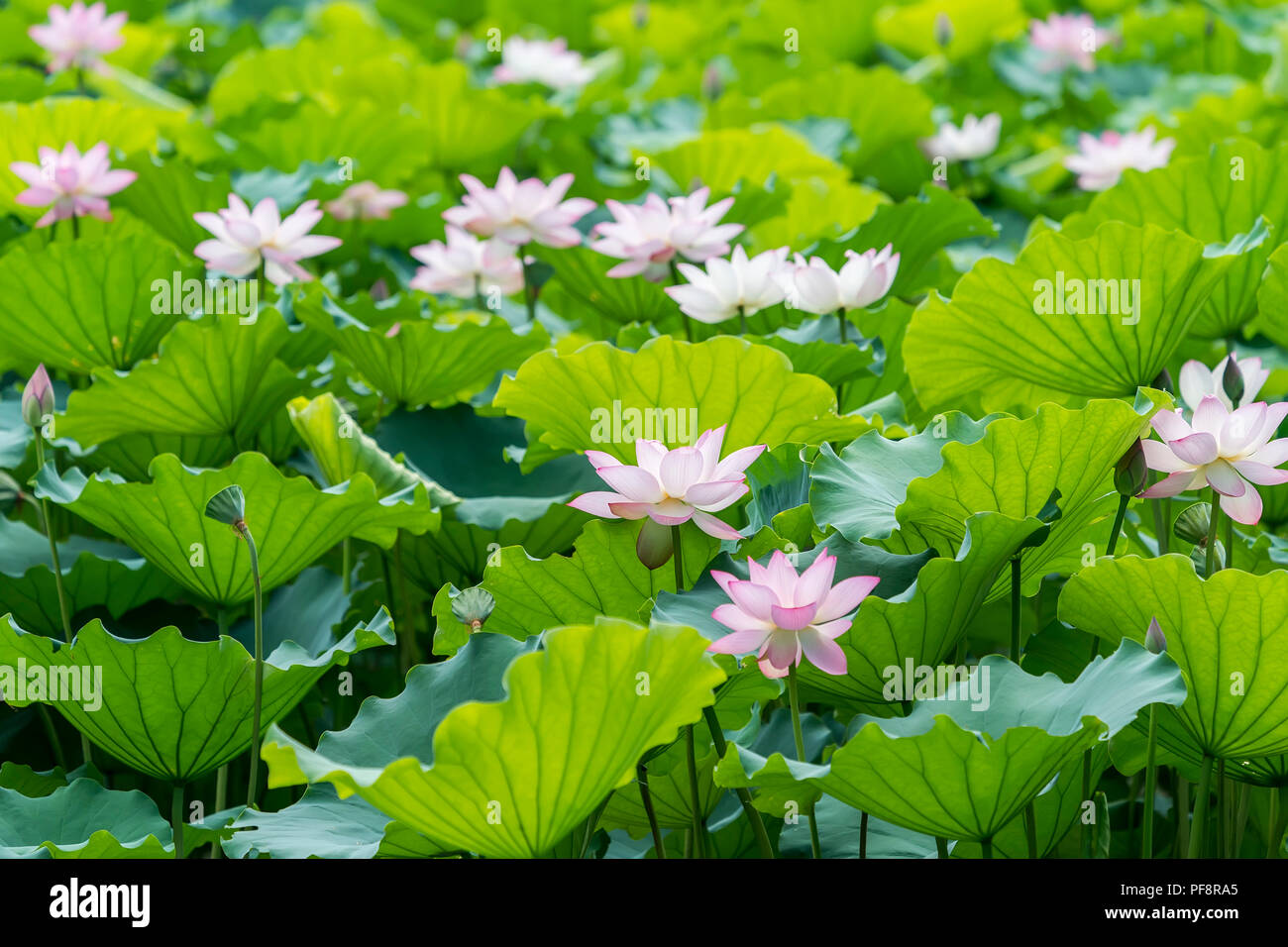 Fiore di loto e fiore di loto piante Foto Stock