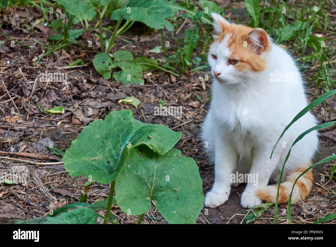 Il vecchio grave multi colore e zenzero bianco senzatetto affamato gatto con un aspetto triste ritratto all'aperto Foto Stock