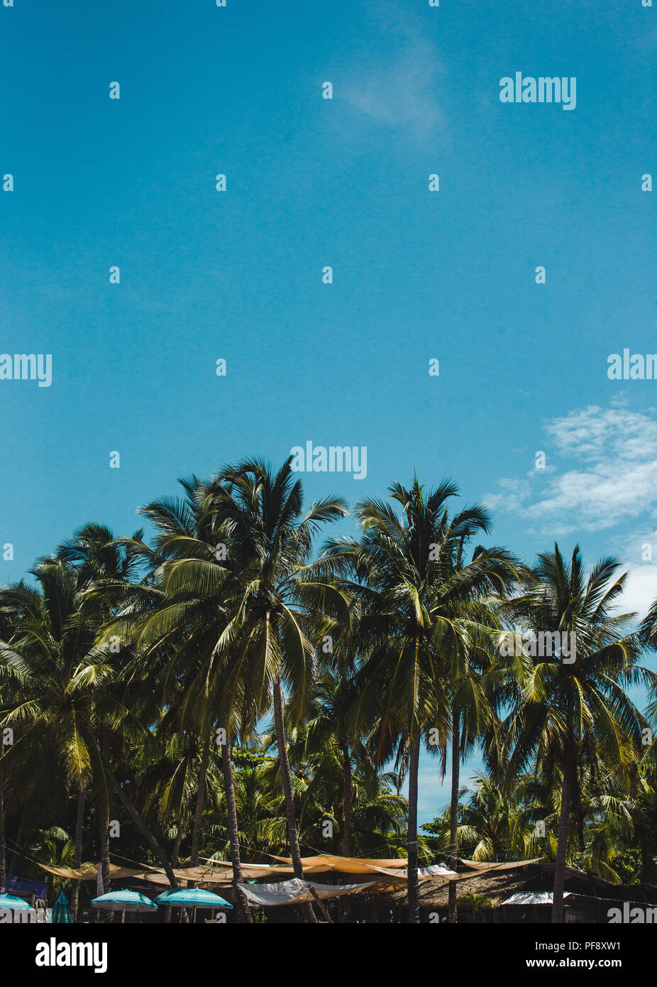 Tropical vibes sotto tall lussureggianti palme contro un luminoso cielo blu su un giorno d'estate in paradiso Foto Stock