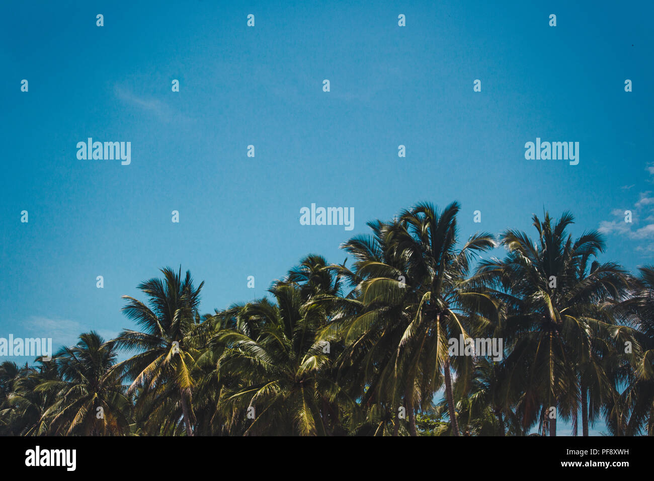 Tropical vibes sotto tall lussureggianti palme contro un luminoso cielo blu su un giorno d'estate in paradiso Foto Stock