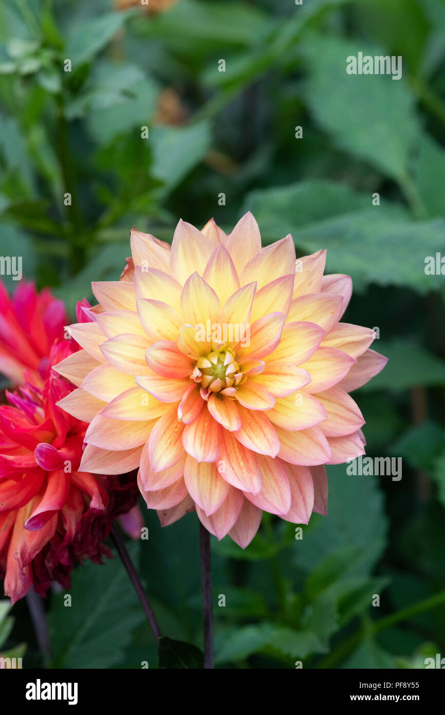 Dahlia 'Firepot' in un giardino inglese. Regno Unito. Semi di cena dalia piastra Foto Stock