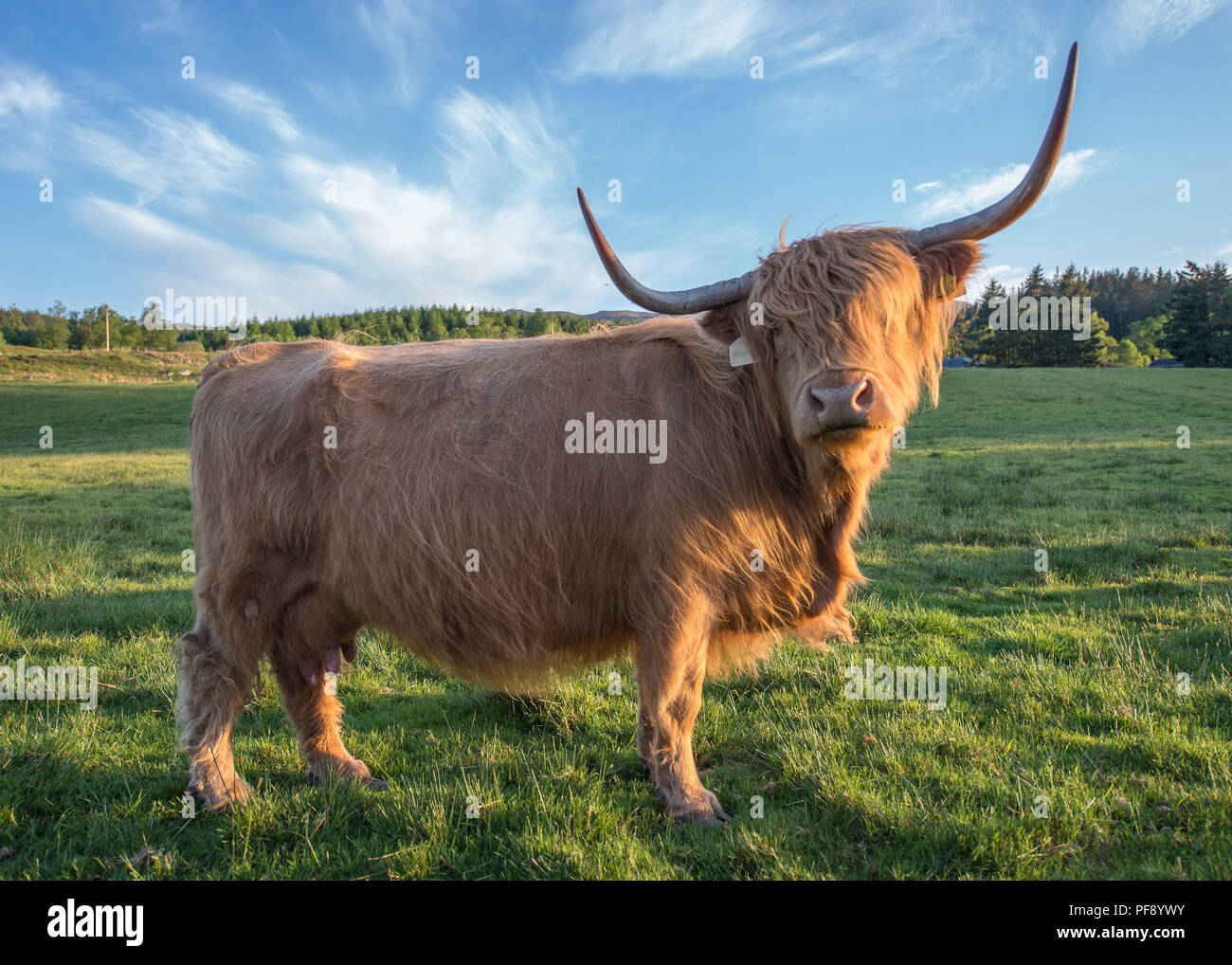 Highland mucca in serata la luce solare, Trossachs, Scozia. 26 Maggio 2018 Foto Stock