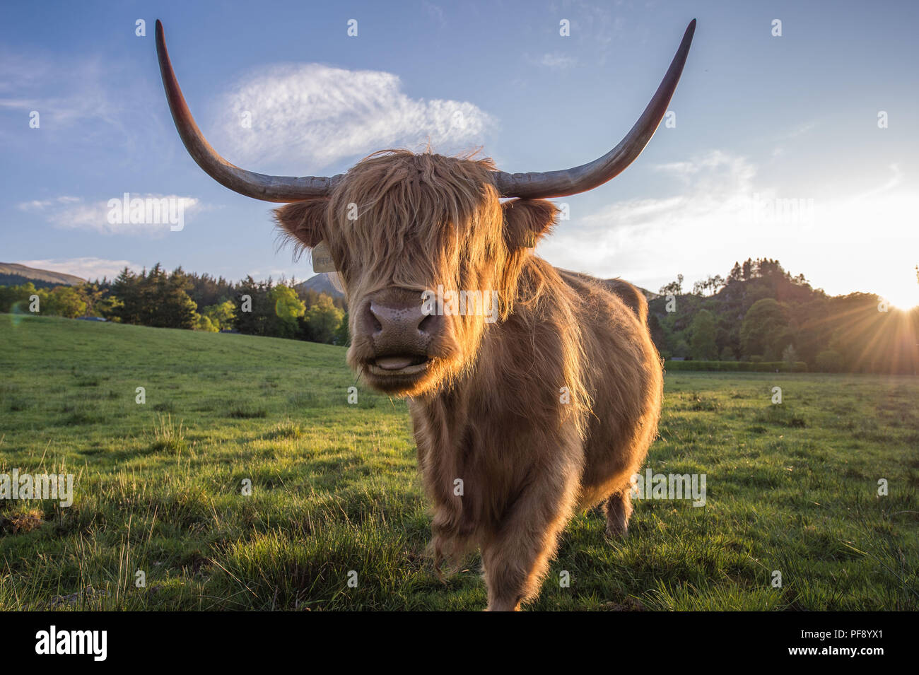 Highland mucca in serata la luce solare, Trossachs, Scozia. 26 Maggio 2018 Foto Stock