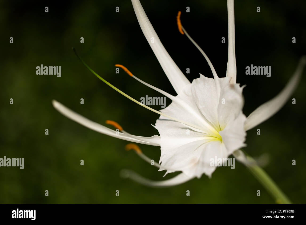 Galveston spider lily (Hymenocallis galvestonensis), un delicato giglio bianco nativo del sud degli Stati Uniti. Foto Stock