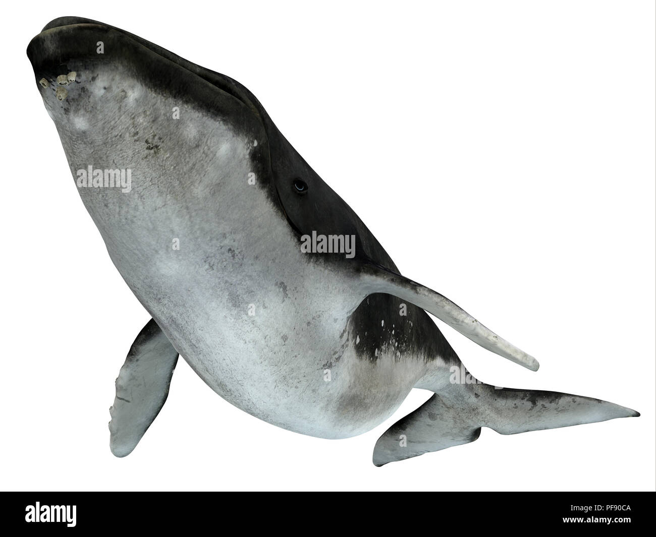 Humpback Whale nuoto - Il Humpback è un baleen whale e molti organismi l'autostop su di esso come questi mento cirripedi. Foto Stock