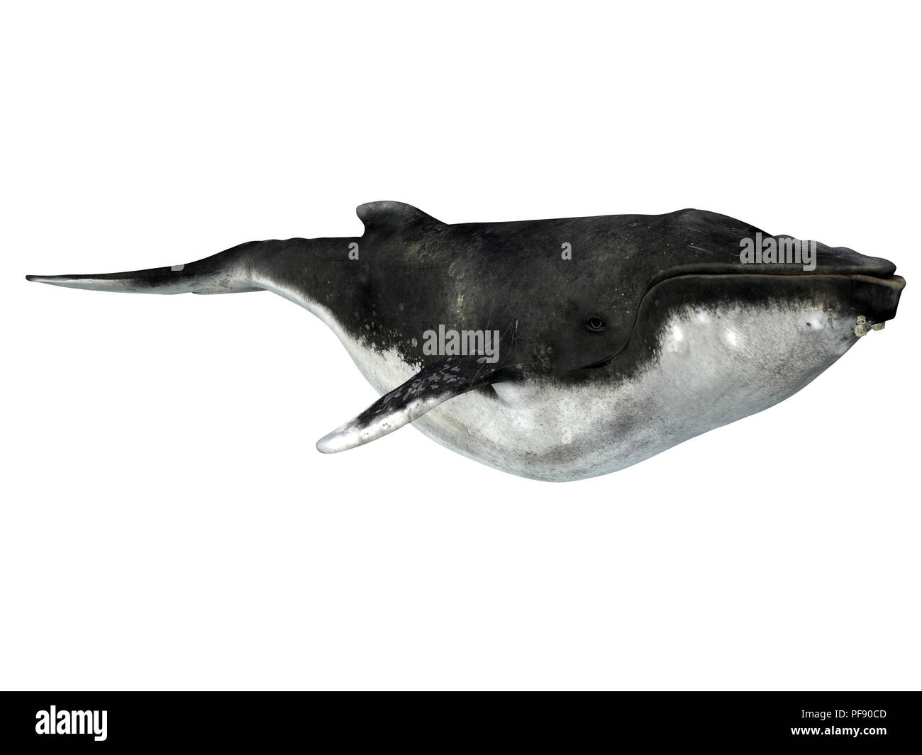 Humpback Whale con cirripedi - Il Humpback è un baleen whale e molti organismi l'autostop su di esso come questi mento cirripedi. Foto Stock