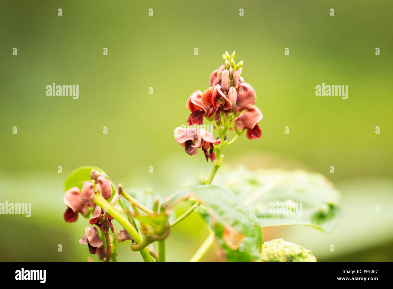 I fiori dell'arachide (Apios americana), noto anche come patata fagiolo, hopniss, patata indiano, hodoimo, America-hodoimo, o di arachidi americane. Foto Stock