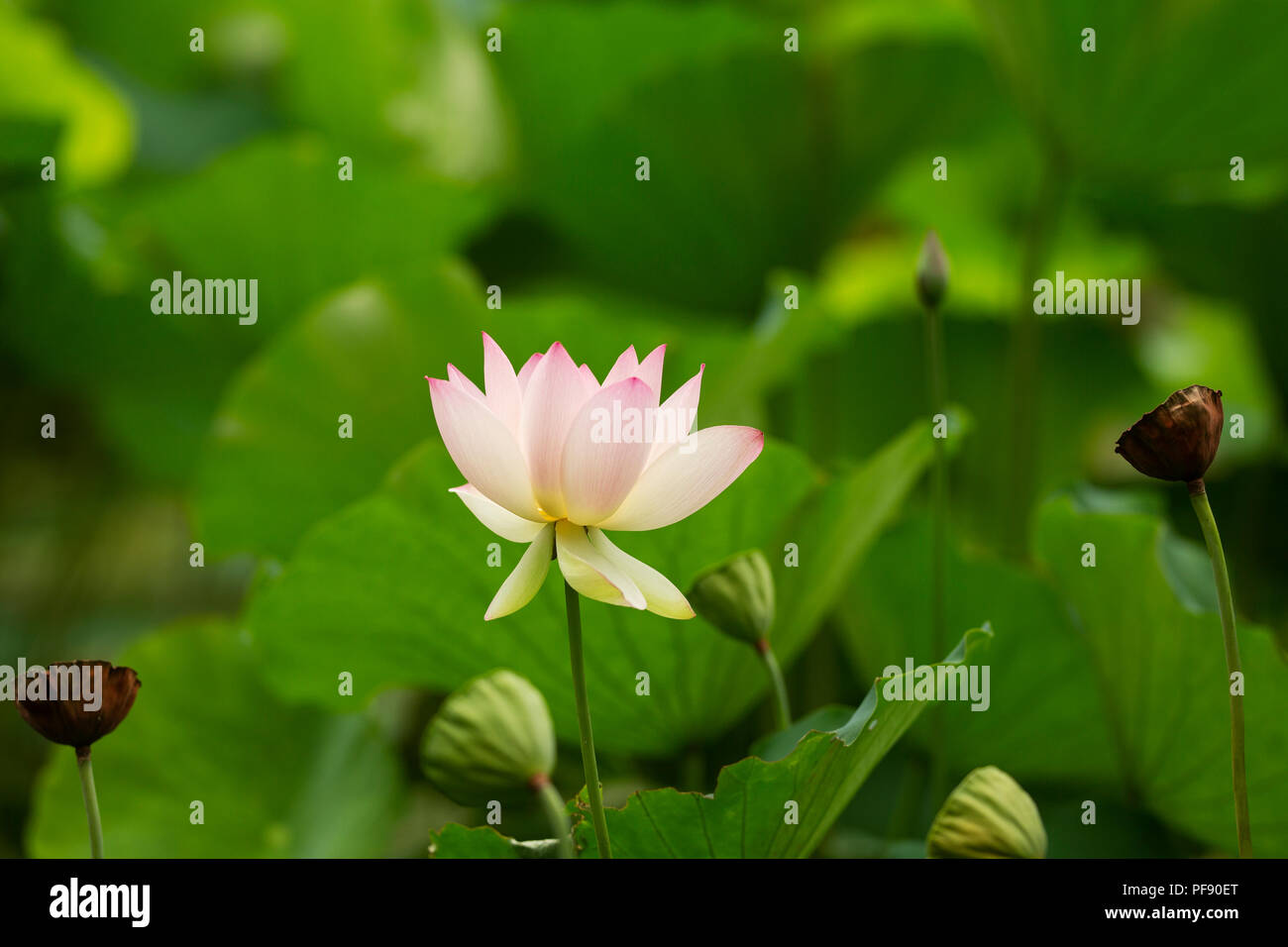 Comune di lotus (Nelumbo nucifera), noto anche come Indian lotus, sacro lotus, fagiolo di India e fagiolo egiziano, che fiorisce in un giardino di acqua in estate. Foto Stock