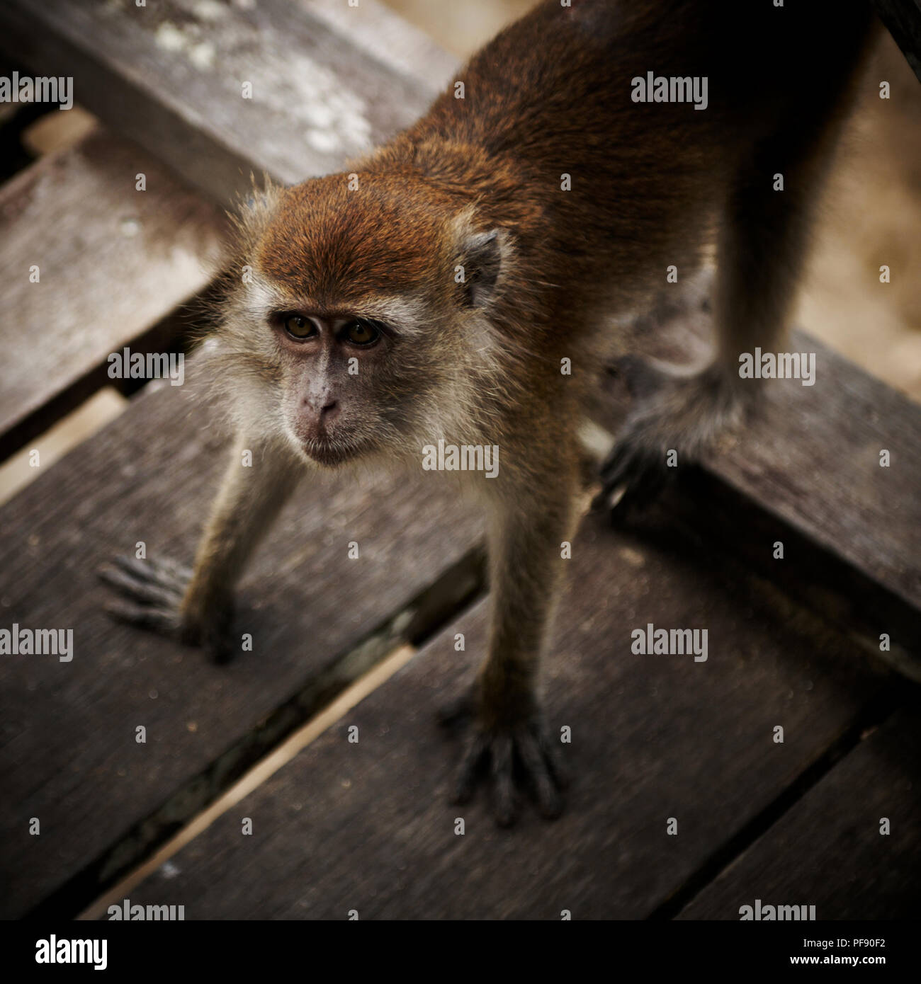 Scimmie macaco giocare su un ponte a Bako National Park, Borneo Malese. Foto Stock