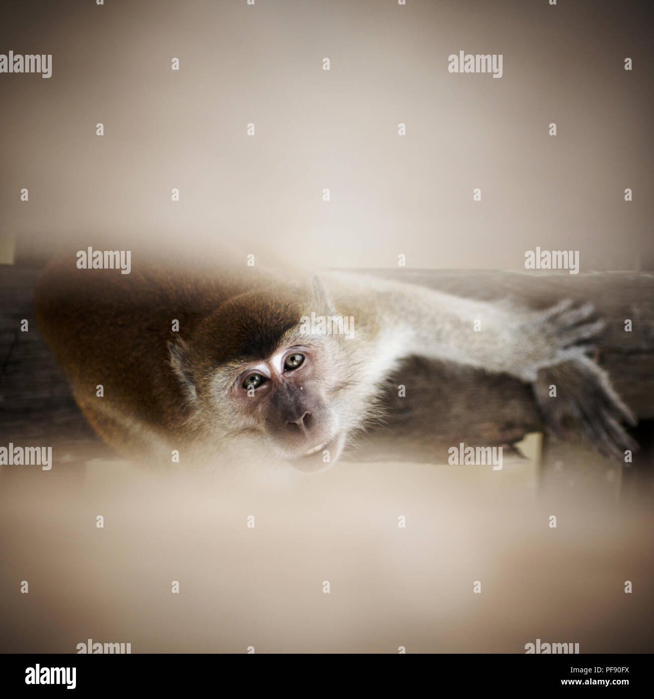 Scimmie macaco giocare su un ponte a Bako National Park, Borneo Malese. Foto Stock