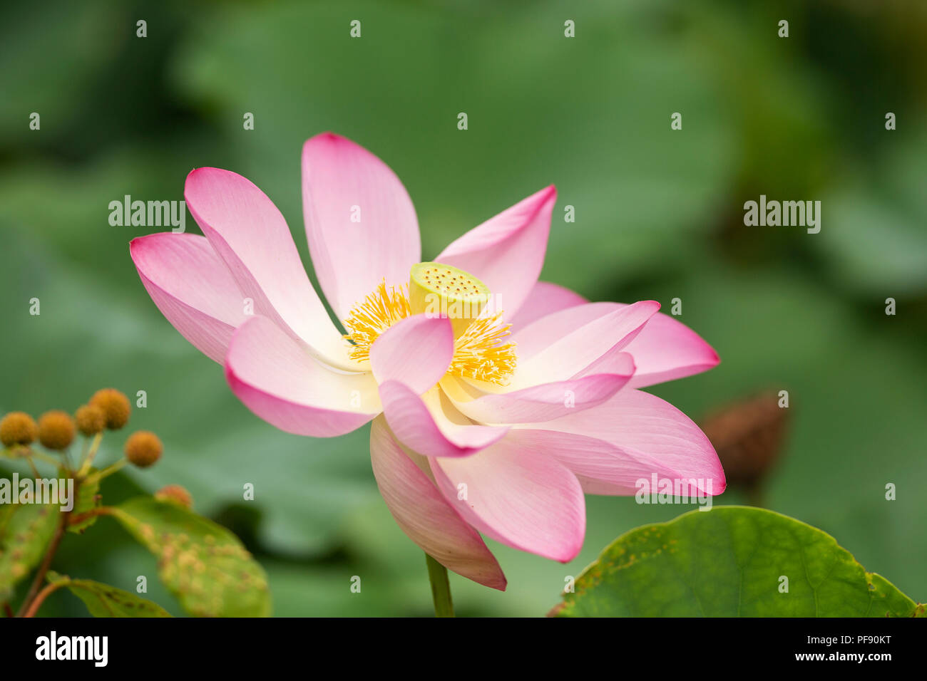 Comune di lotus (Nelumbo nucifera), noto anche come Indian lotus, sacro lotus, fagiolo di India e fagiolo egiziano, che fiorisce in un giardino di acqua in estate. Foto Stock