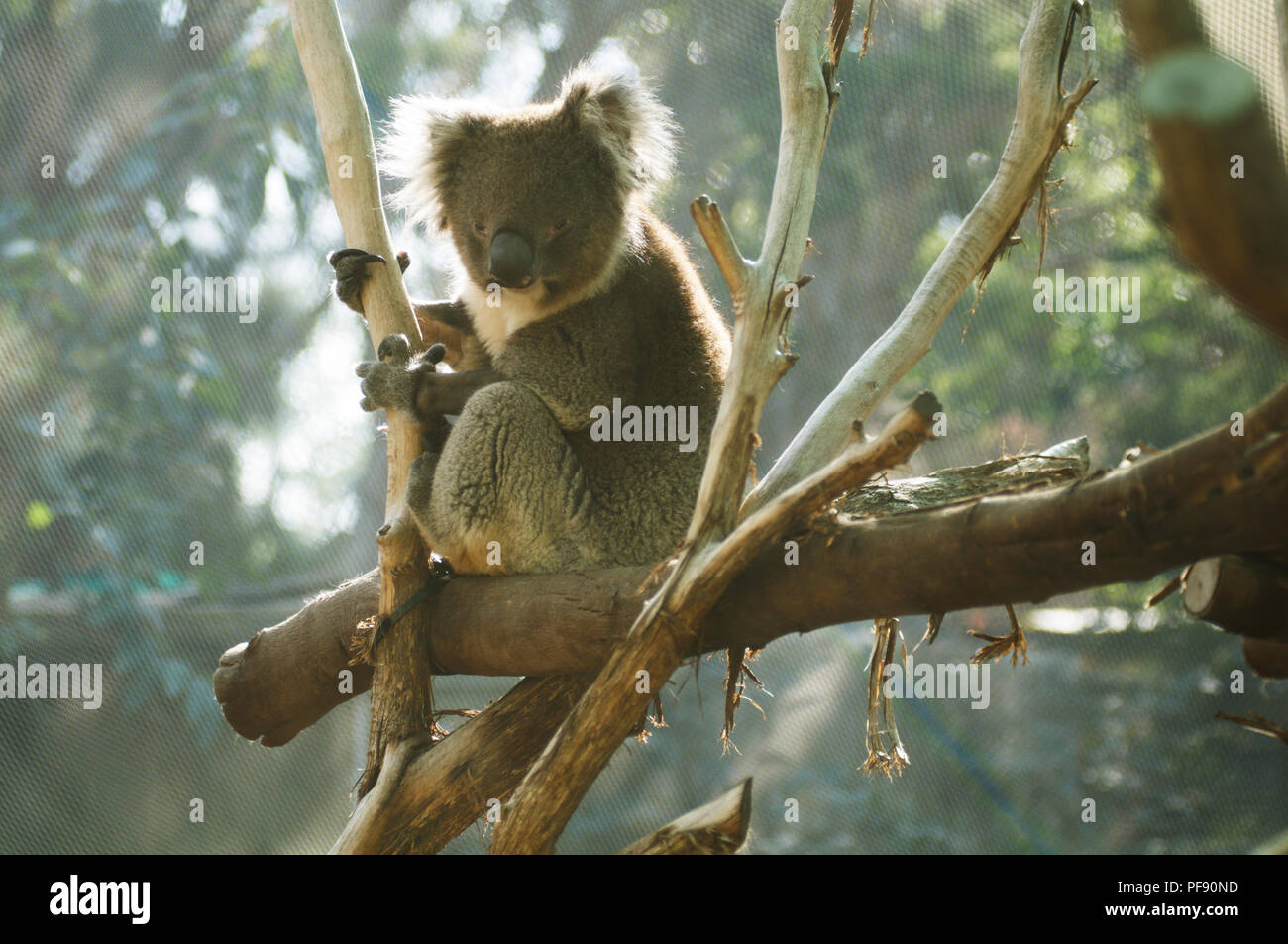 Un koala in un albero di eucalipto al Melbourne zoo. Foto Stock