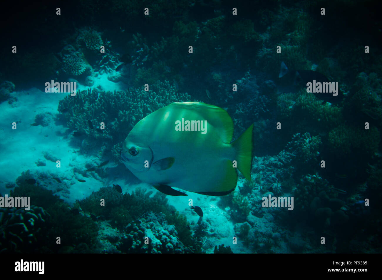 Un pesce al largo della costa di Sipadan Island Foto Stock