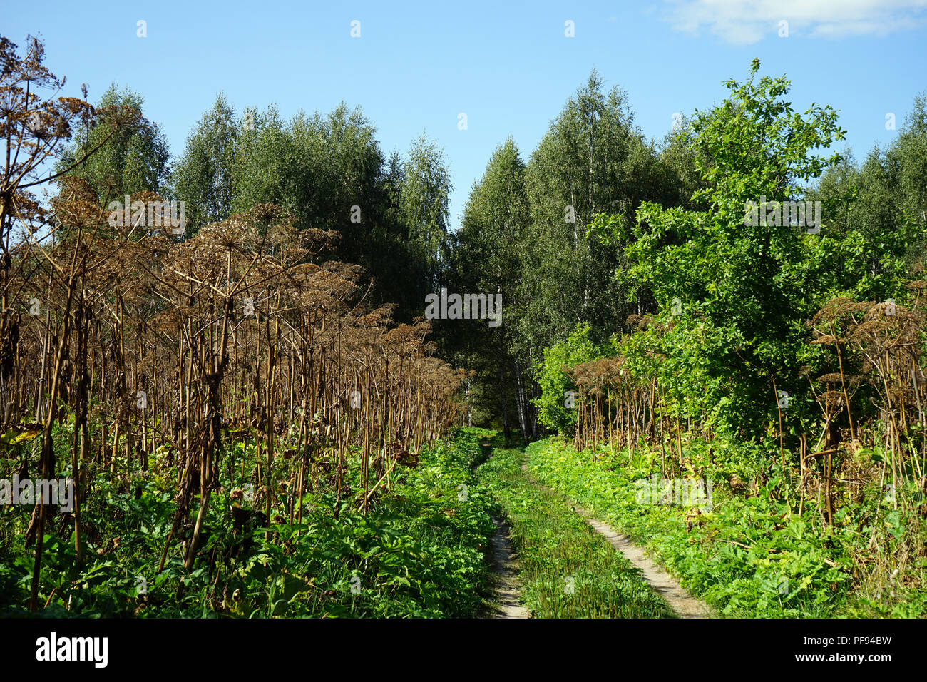 Cow-orate vicino sentiero nella natura Foto Stock