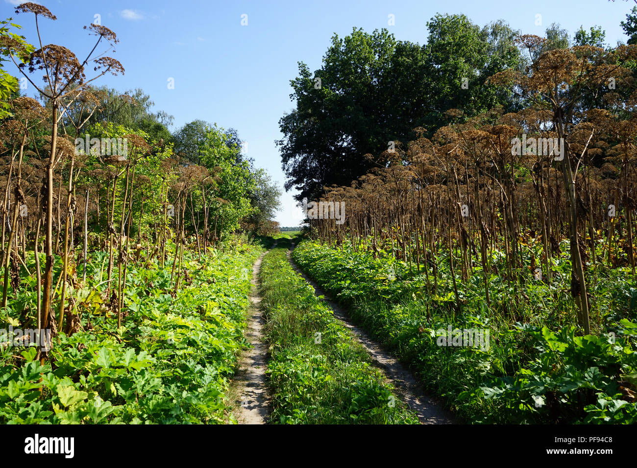 Cow-orate vicino sentiero nella natura Foto Stock