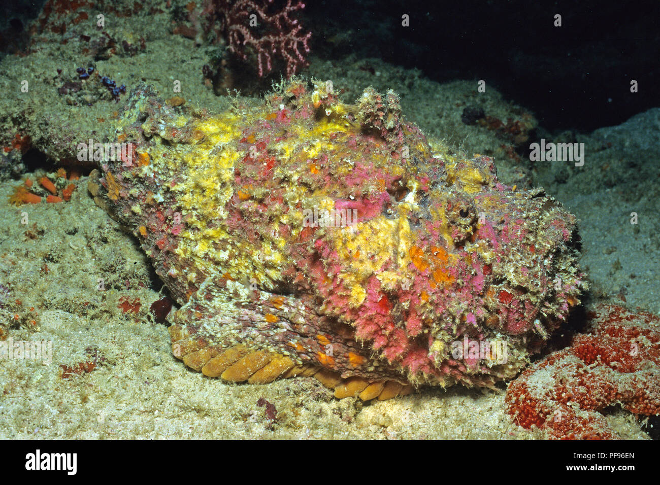 Reef pesci pietra o vero pesce pietra (Synanceia verrucosa), il mondo, la maggior parte dei pesci velenosi, Isola di Lombok, Indonesia Foto Stock