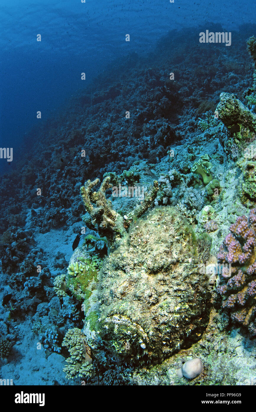 Reef pesci pietra o vero pesce pietra (Synanceia verrucosa), il mondo, la maggior parte dei pesci velenosi, Ari Atoll, Maledive isole Foto Stock