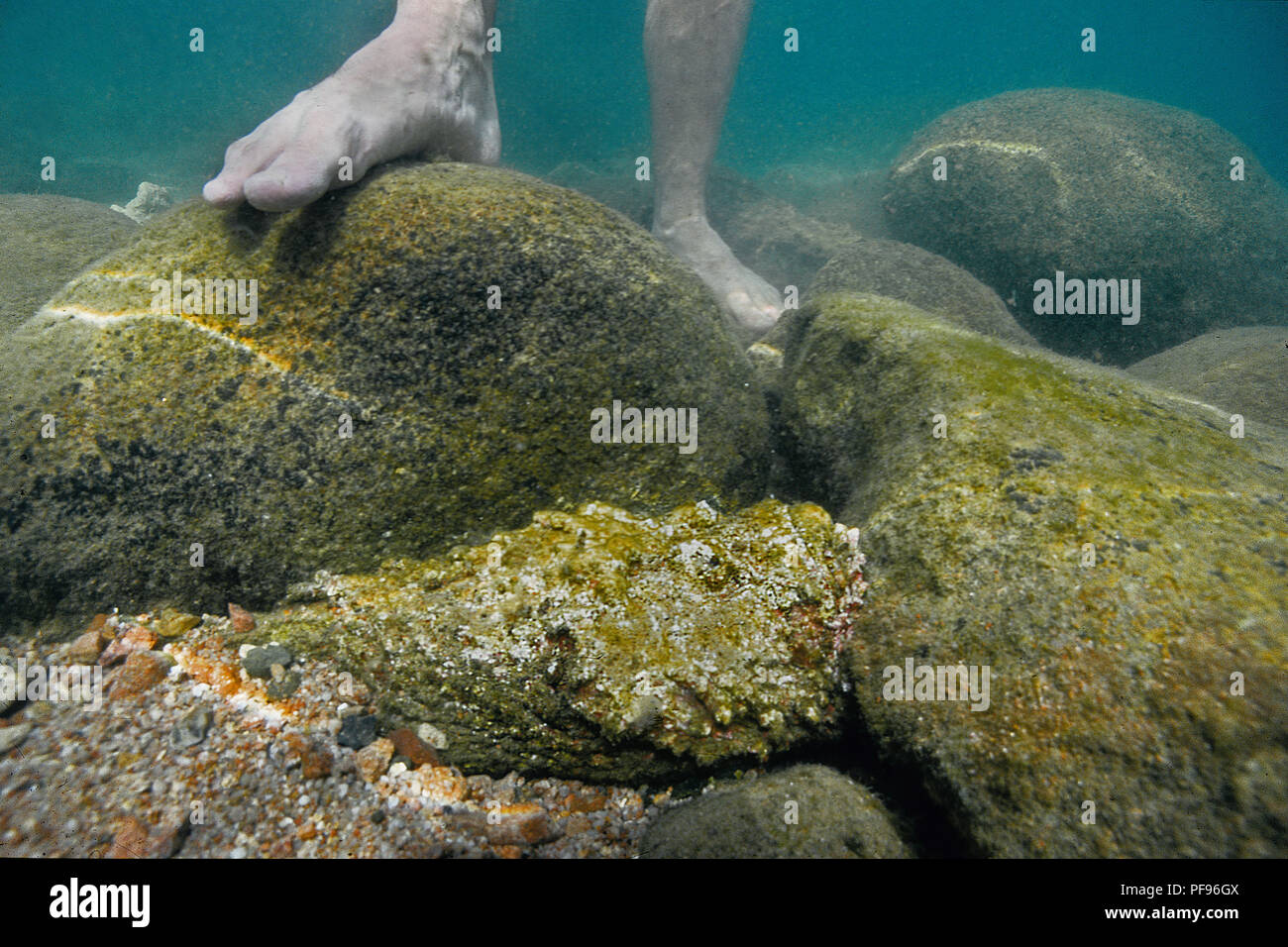 Reef pesci pietra o vero pesce pietra (Synanceia verrucosa), il mondo, la maggior parte dei pesci velenosi in acque poco profonde accanto a piedi umani, Ari Atoll, Maledive isola Foto Stock