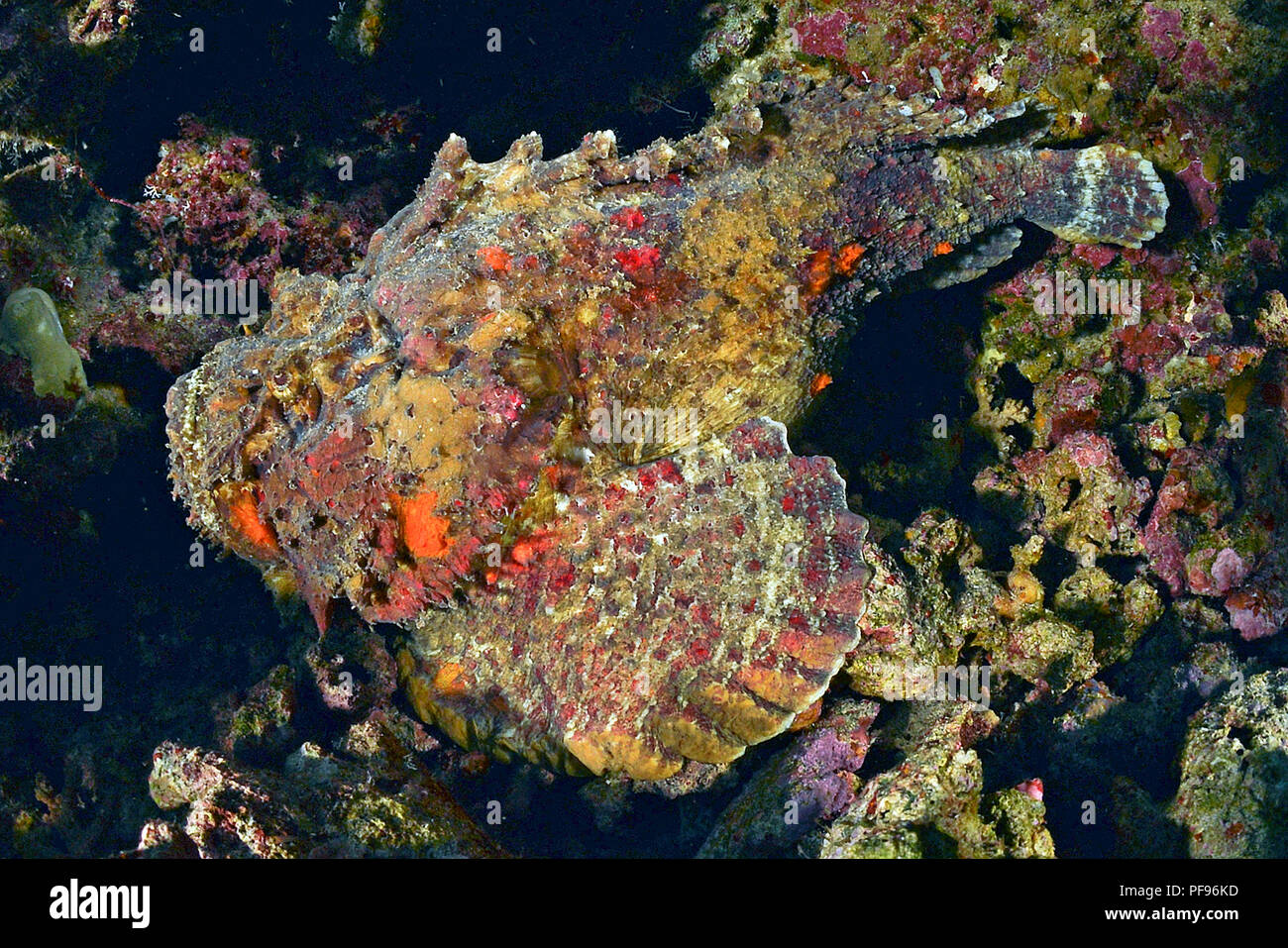 Reef pesci pietra o vero pesce pietra (Synanceia verrucosa), il mondo, la maggior parte dei pesci velenosi, Papua Nuova Guinea Foto Stock