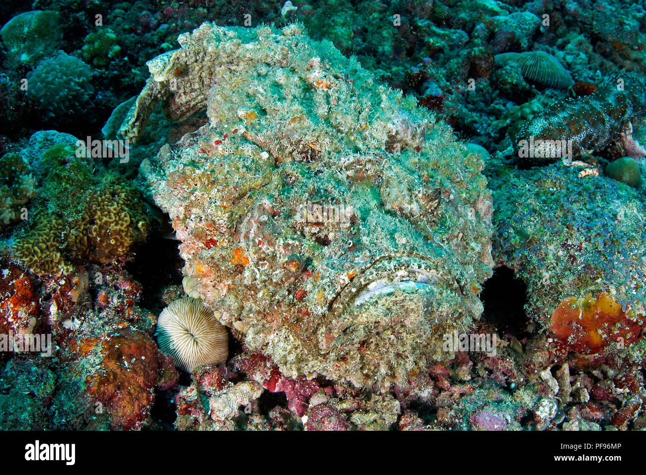 Reef pesci pietra o vero pesce pietra (Synanceia verrucosa), il mondo, la maggior parte dei pesci velenosi, Sulawesi, Indonesia Foto Stock