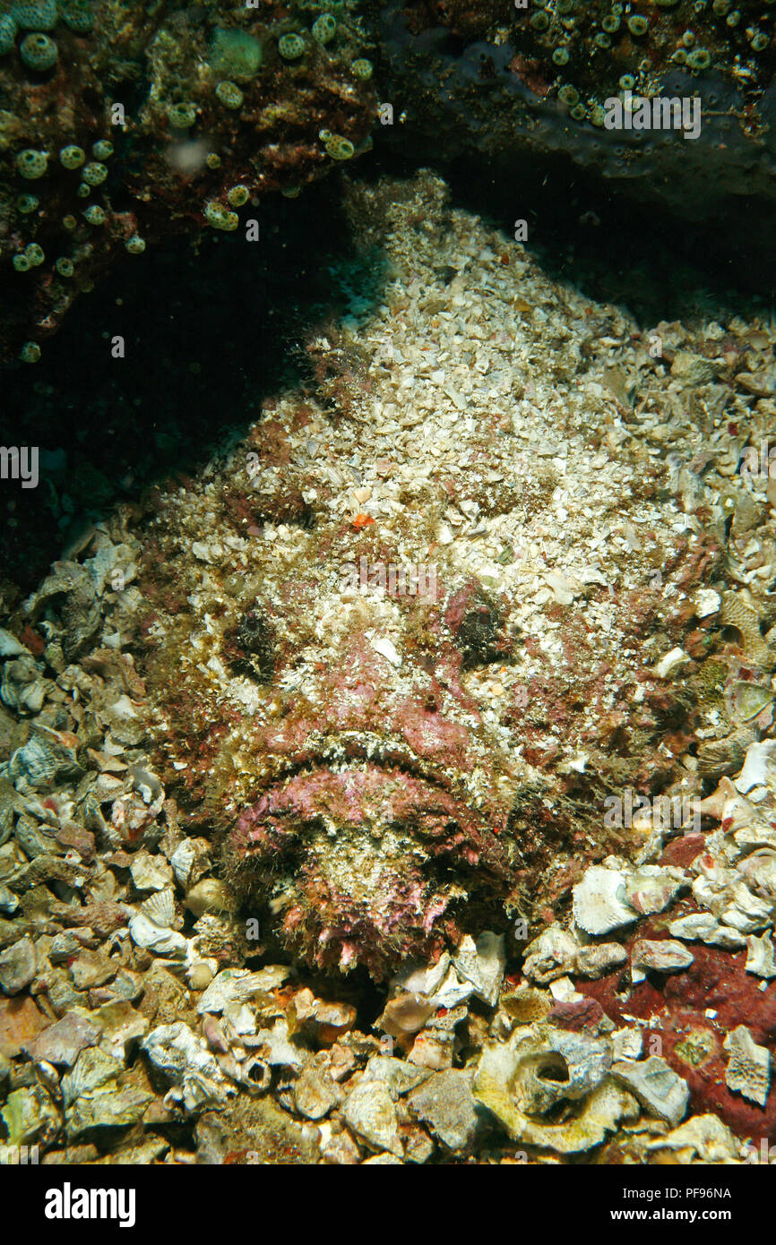 Reef pesci pietra o vero pesce pietra (Synanceia verrucosa), il mondo, la maggior parte dei pesci velenosi, Sulawesi, Indonesia Foto Stock
