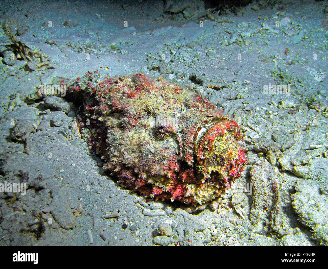 Reef pesci pietra o vero pesce pietra (Synanceia verrucosa), il mondo, la maggior parte dei pesci velenosi, Sabang Beach, Puerto Galera, Mindoro, Filippine Foto Stock