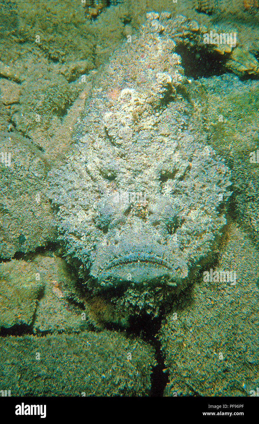 Reef pesci pietra o vero pesce pietra (Synanceia verrucosa), il mondo, la maggior parte dei pesci velenosi, Sulawesi, Indonesia Foto Stock