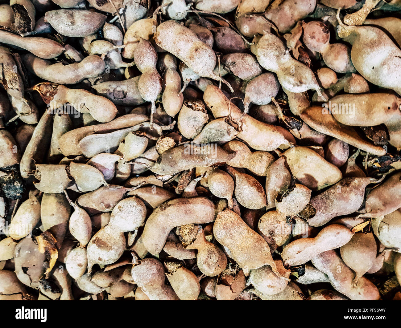 Pila di maturi frutti di Tamarindo. Un grande mucchio di tamarindi utilizzare per lo sfondo o sfondo. Foto Stock