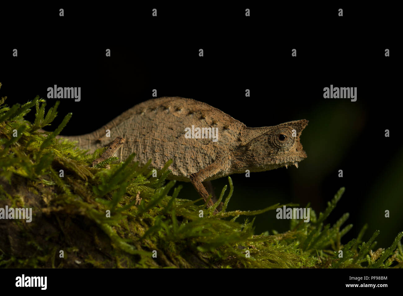 Massa (camaleonte Brookesia superciliaris) su MOSS, foresta pluviale, orientale, Madagascar Madagascar Foto Stock