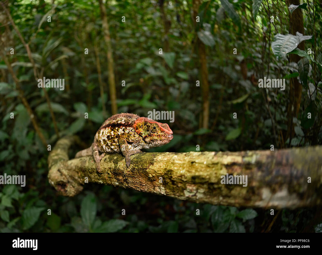 Corto-cornuto (camaleonte Calumma brevicorne) sul ramo, foresta pluviale, orientale, Madagascar Madagascar Foto Stock