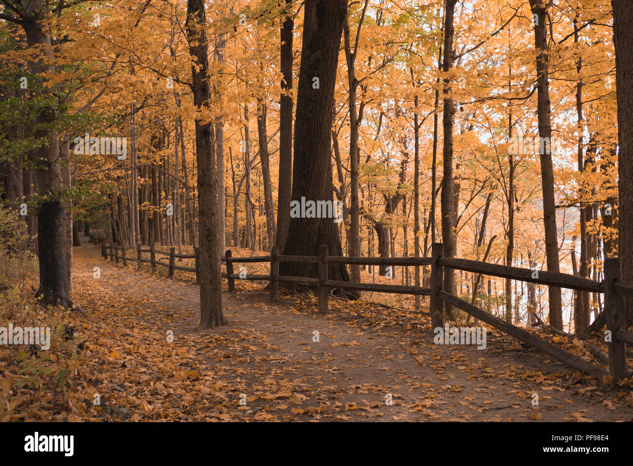 Foresta di Indianapolis durante la caduta con camminamento e recinzione di legno Foto Stock