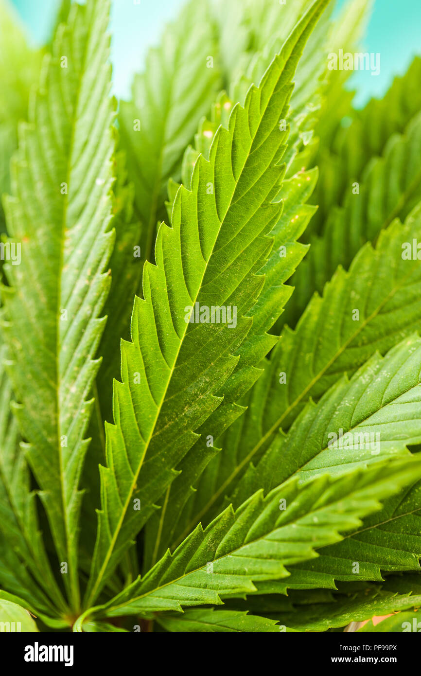 Dettaglio del verde di foglie di cannabis. Foto Stock