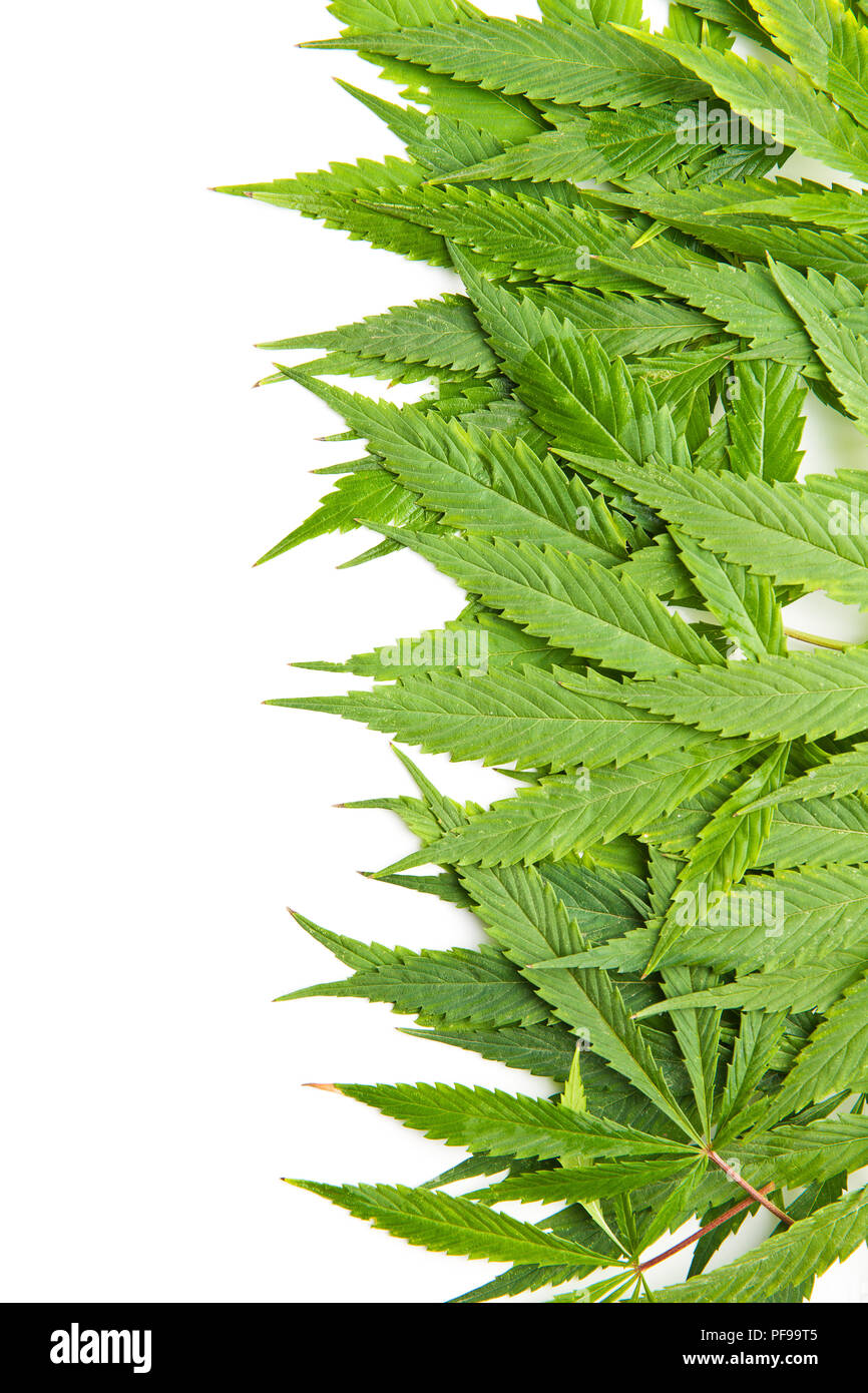 Verde di foglie di cannabis isolati su sfondo bianco. Foto Stock
