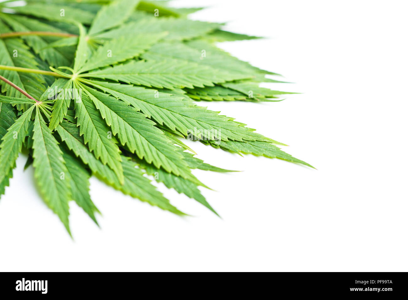 Verde di foglie di cannabis isolati su sfondo bianco. Foto Stock