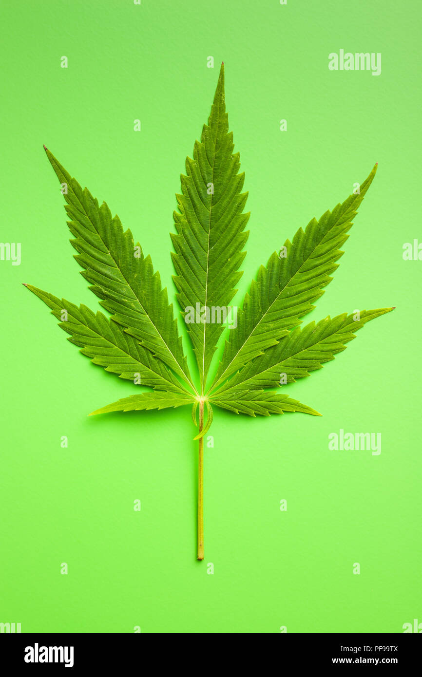 Verde foglia di cannabis su sfondo verde. Foto Stock