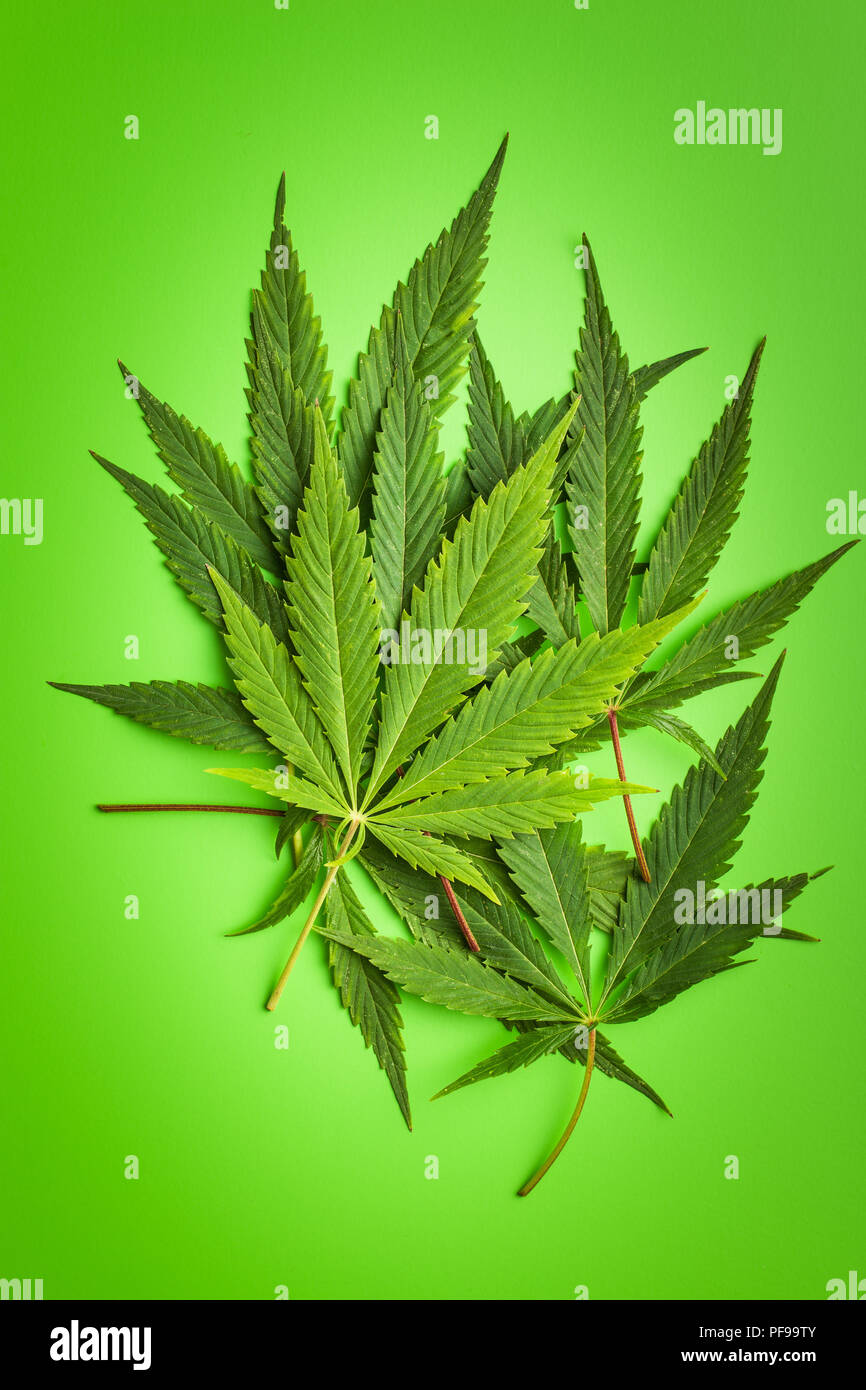 Verde di foglie di cannabis su sfondo verde. Foto Stock