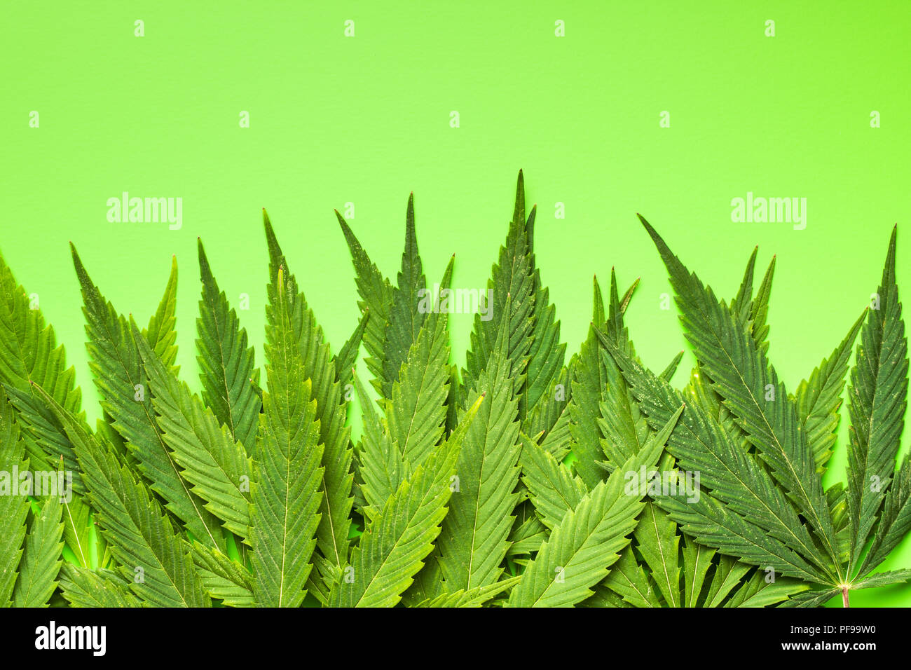 Verde di foglie di cannabis su sfondo verde. Foto Stock