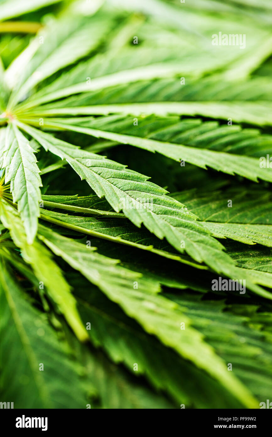 Verde di foglie di cannabis. Closeup shot. Foto Stock