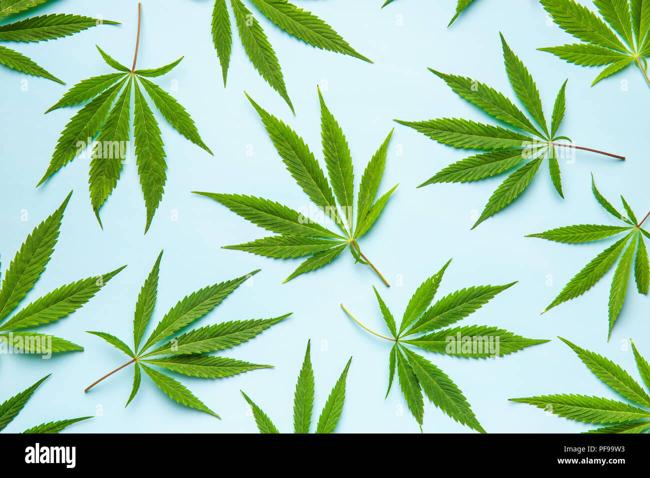 Verde di foglie di cannabis su sfondo blu. Foto Stock
