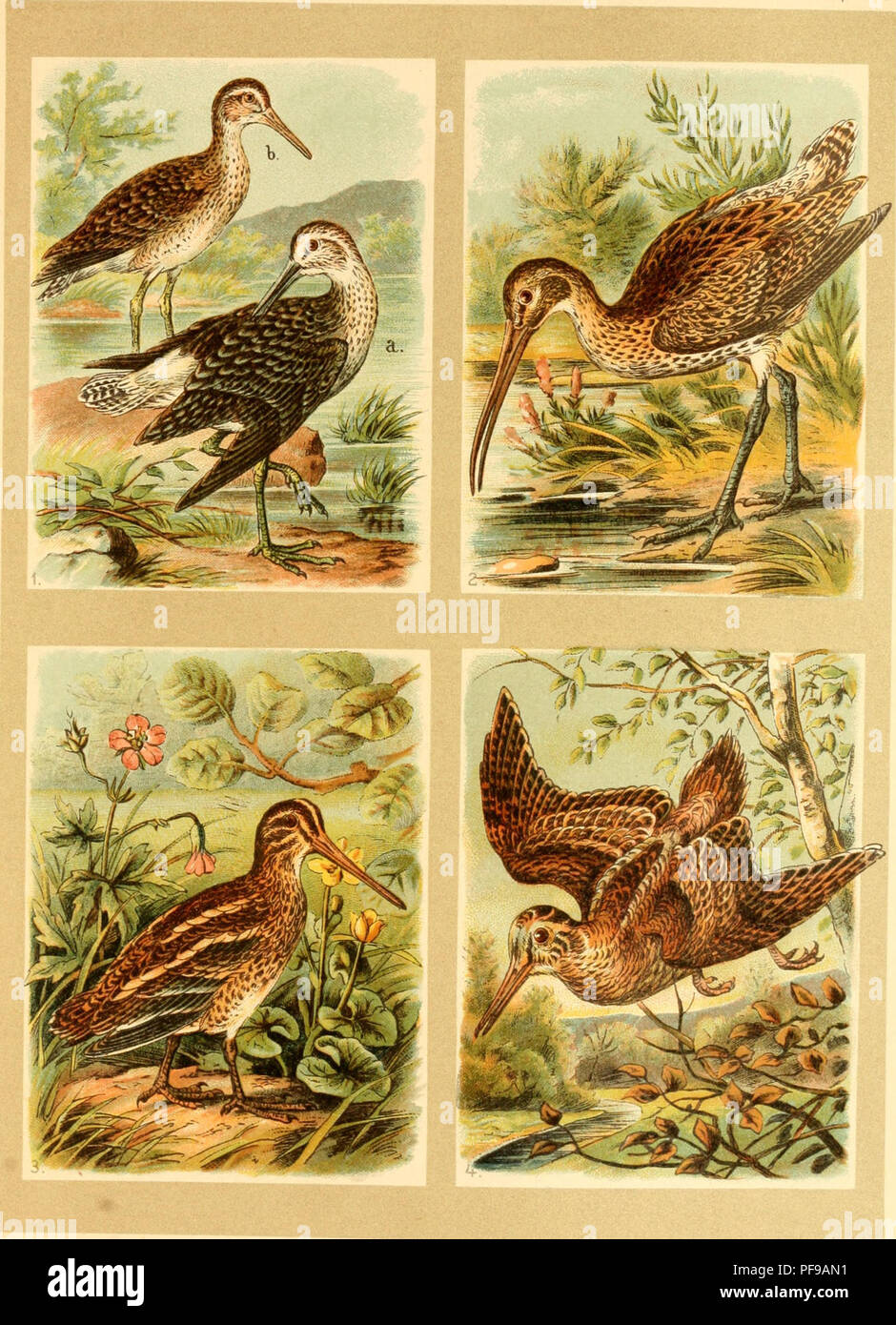 . Deutsches Vogelbuch für forst- und Landwirte : Jäger, Naturfreunde und Vogelliebhaber. Gli uccelli. Saf. 29.. [} 13rud)n.iQfferläufcr, Totanus glareola (L.). 3) (Sememe Sumpfjcf)nepfe, Gallinago gallinago (L.). 2) {5ro$er Biadirogel, Numenius arcuatus (L.). 4) ^albfd)"cpfe, Scolopax rusticula L. K0SMÖ5I STUTTCiARtJ. Si prega di notare che queste immagini vengono estratte dalla pagina sottoposta a scansione di immagini che possono essere state migliorate digitalmente per la leggibilità - Colorazione e aspetto di queste illustrazioni potrebbero non perfettamente assomigliano al lavoro originale. Floericke, Kurt Ehrenreich, 1869-1934. Stoccarda : Kosmos, Gesell Foto Stock