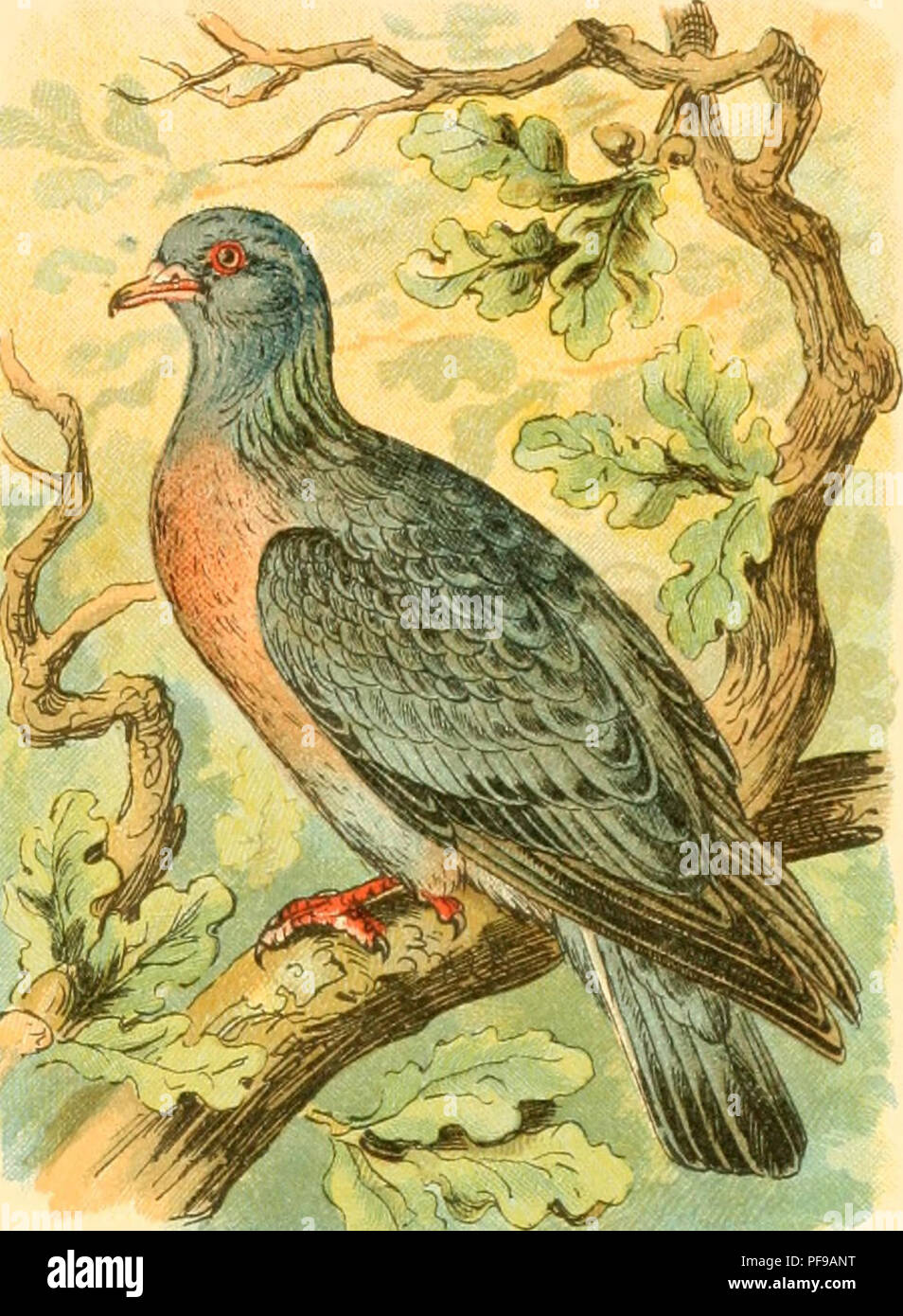 . Deutsches Vogelbuch für forst- und Landwirte : Jäger, Naturfreunde und Vogelliebhaber. Gli uccelli. . Si prega di notare che queste immagini vengono estratte dalla pagina sottoposta a scansione di immagini che possono essere state migliorate digitalmente per la leggibilità - Colorazione e aspetto di queste illustrazioni potrebbero non perfettamente assomigliano al lavoro originale. Floericke, Kurt Ehrenreich, 1869-1934. Stoccarda : Kosmos, Gesellschaft der Naturfreunde Foto Stock