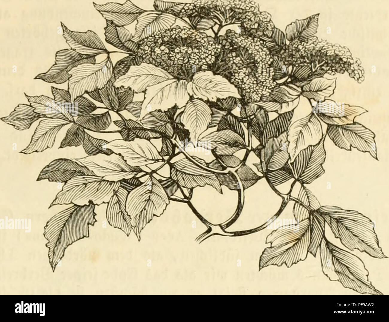 Questo libro discute le varie specie di alberi che si trovano in Germania, concentrandosi sulla loro fisionomia, o aspetto fisico. Affronta anche il ruolo ecologico degli alberi nelle foreste, compreso il loro adattamento alle diverse condizioni ambientali. Foto Stock