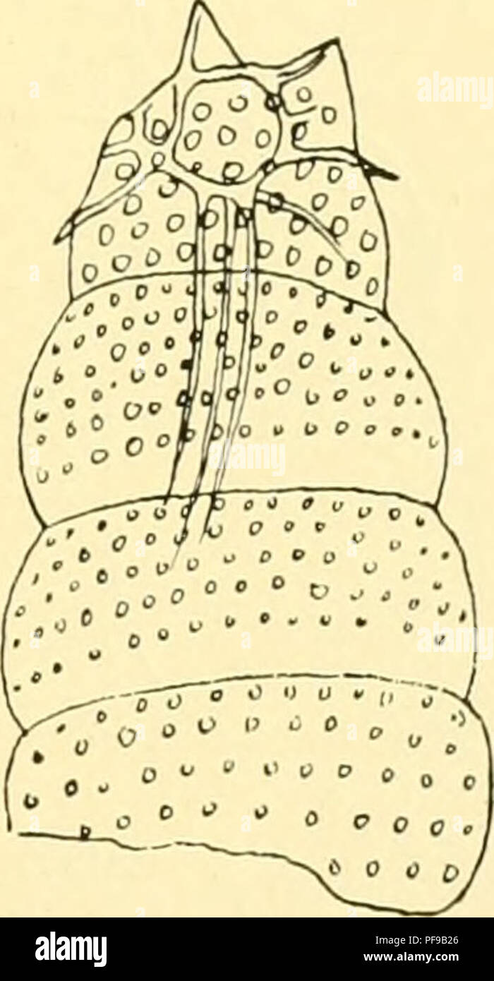 . Deutsche Südpolar-Expedition, 1901-1903, im Auftrage des Reichsamtes des Innern. Gauss (nave); spedizioni scientifiche; Antartide. Ho Textfigur;)"2. Lithamphora furcaspiculata poi-. Of- tät" 2. 11. Settembre ho;(03, 400 m. X GöO. Textfigur 133. Lithamphora furcaspiculata Por. Varietät 3. 18. Agosto 1903, 400 m. X 650.. Textfigur 134. Litham- phora furcaspiculata Pop. Varietät 4. 7. Settembre 1903, 400 m. X 650. Maße: Länge der Schale mit sechs Schalenstücken 0,12 mm; größte Breite derselben 0,06 mm. Vorkommen: Atlantischer Ozean, 11. Settembre 1903, 400 m. Ein paradigma. Varietät 3, tex Foto Stock