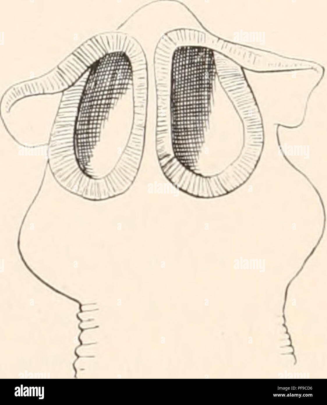 . Deutsche Südpolar-Expedition, 1901-1903, im Auftrage des Reichsamtes des Innern. Gauss (nave); spedizioni scientifiche; Antartide. 506 Deutsche Siidpolar-Expedition. unbestimmbare Art. Materiale Das ist leider ziemlich mangelhaft erhalten und war offenbar bereits leicht mazeriert, als es konserviert wurde. Die uns vorliegenden, nicht reifen Exemplare maßen 9 cm, bei einer maximalen Breite von 3 mm. Der Scolex zeigt auf der Höhe der Anhänge ohrenförmigen einen Querdurchmesser von 0,62-0,64 mm (nach Nybelin 0,58-0,59 mm), hinter mißt denselben er 0,45-0,5 mm; seine Länge beträgt 0,43 mm (nach N Foto Stock