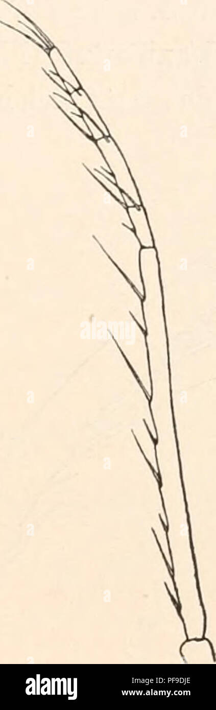 . Deutsche Südpolar-Expedition, 1901-1903, im Auftrage des Reichsamtes des Innern. Gauss (nave); spedizioni scientifiche; Antartide. Illig, Dekapoden II: Sergestiden. 367 Die Drei Stielglieder der inneren Antennen sind schlank; sie verhalten sich ihrer Länge nach wie 6:3:4. Die Schuppe der äußeren Antennen Leider ist abgebrochen (Fig. 26). Die Augen sind ziemlich kurz; die Cornea ist wenig breiter als der Augenstiel und inferno gefärbt (Fig. 26). Der Cephalothorax zeichnet sich durch sehr geringe Bedornung aus, eine Kreuzfahrt auf dieser Entwick- lungsstufe auffällige Erscheinung. Rostro das ist ein sehr k Foto Stock
