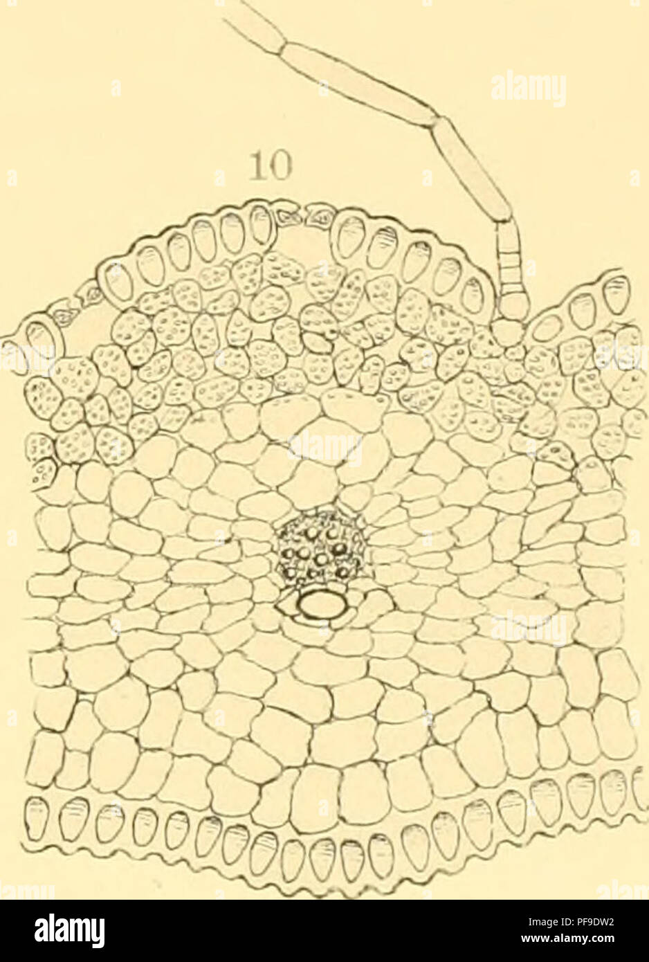 . Deutsche Südpolar-Expedition, 1901-1903, im Auftrage des Reichsamtes des Innern. Gauss (nave); spedizioni scientifiche. . Si prega di notare che queste immagini vengono estratte dalla pagina sottoposta a scansione di immagini che possono essere state migliorate digitalmente per la leggibilità - Colorazione e aspetto di queste illustrazioni potrebbero non perfettamente assomigliano al lavoro originale. Deutsche Südpolar-Expedition (1901-1903); Drygalski, Erich von, 1865-1949. Berlino, G. Reimer Foto Stock