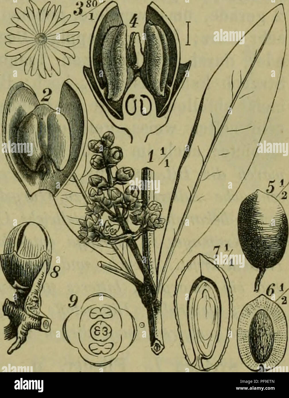 . Deutsche Flora. Pharmaceutisch-medicinische Botanik. Ein Grundriss der systematischen Botanik zum Selbststudium für Aerzte, Apotheker und Botaniker. Piante; piante medicinali. Oleaceae | Piante ornamentali. 1043 artig, zuweilen durch Fehlschlagen Ifächerig, Isaamig; Saamen hängend, in fleischigem Eiweisse einen geraden Keimling mit blattf., flach aneinander- liegenden Cotyledonen und nach oben gewendetem Würzelchen enthaltend. A. Frucht fleischig, Beere oder Steinbeere. Olea. Phillyiea. Ligustrnin. B. Frucht trocken, Kapsel oder Flügelfracht. Syringa. Fraxinus. Ornus. Olea Toibrn. ii. i. L. 571. Weitverbreitete G Foto Stock
