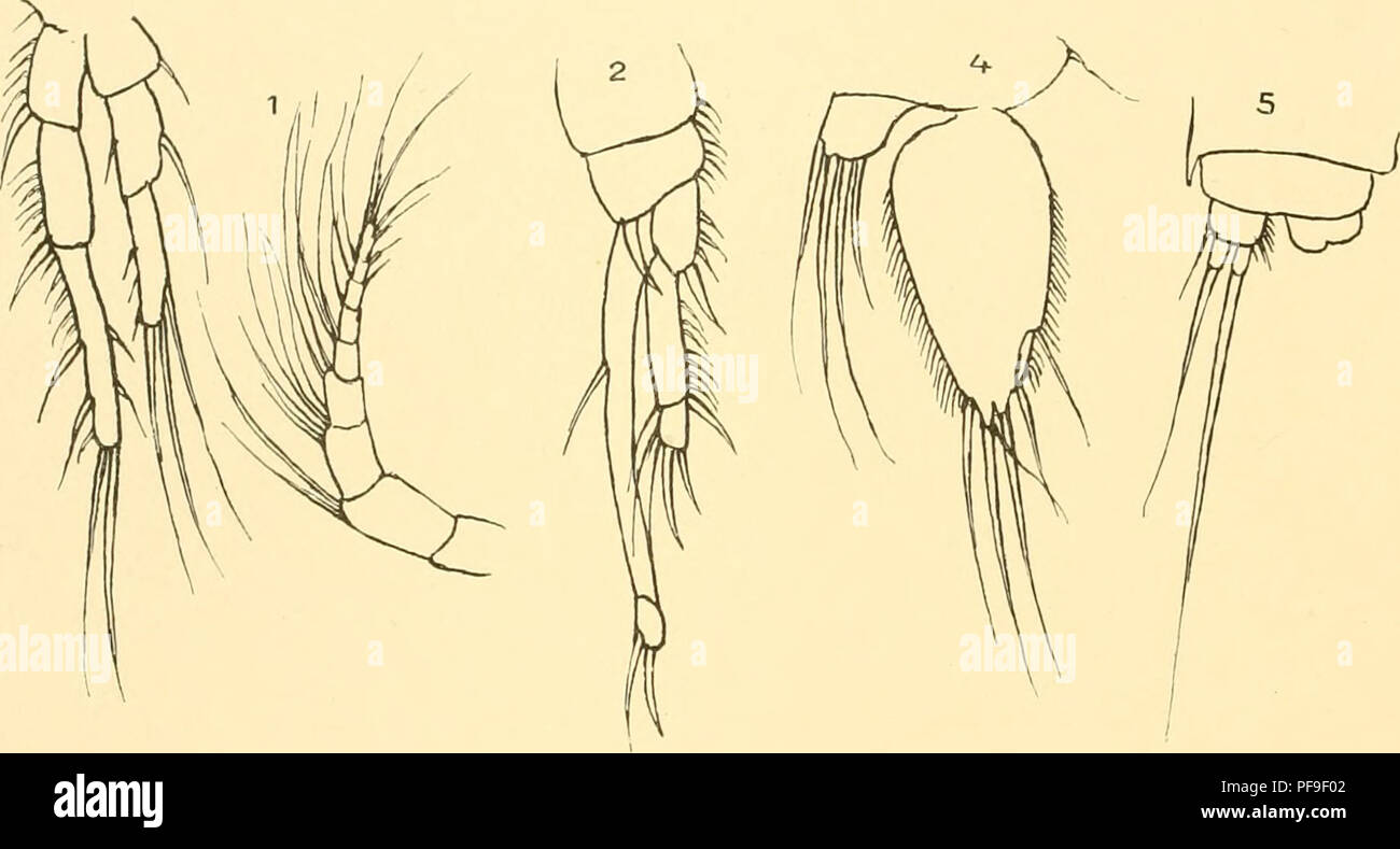 . Deutsche SÃ¼dpolar-Spedizione, 1901-1903, im Auftrage des Reichsamtes des Innern. Gauss (nave); spedizioni scientifiche; Antartide. 514 Deutsche SÃ¼dpolar-spedizione. stark bedornt am AuÃenrand dieser Glieder; das letzte Glied ist Kurz und mit zwei dÃ¼nnen fine- klauen versehen. Der Innenast setzt sich aus einem sehr langen dÃ¼nnen Proximalglied und sehr kurzem Endglied zusammen, von denen das erstere eine einzelne Borste am Innenrand, das letztere zwei ziemlich krÃ¤ftige Endklauen trí¤gt. Bei den Ã¼brigen SchwimmfÃ¼Ãen sind die InnenÃ¤ste viel kÃ¼rzer als die AuÃenÃ¤ste. Das erste und zweite Foto Stock